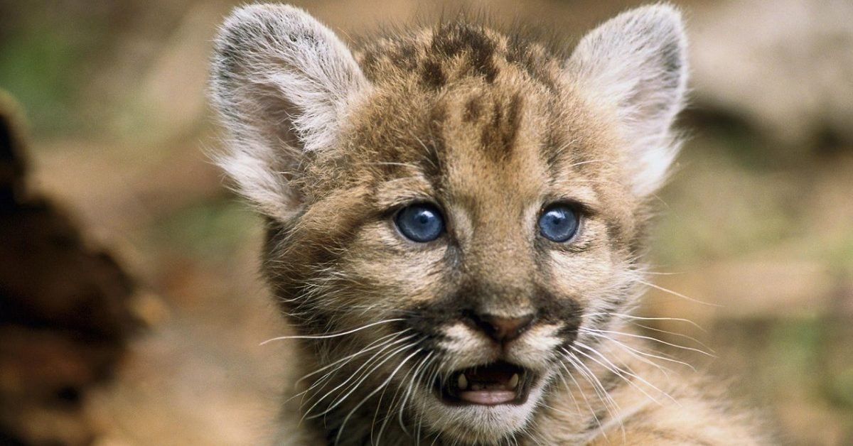 bm soudure 1 e1598376984243.jpg?resize=1200,630 - Zoo de Vincennes : Un bébé puma est né