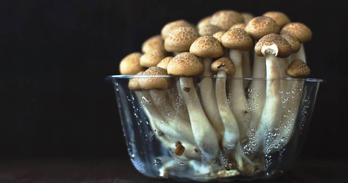 bowl of mushrooms main uns 1280x720 e1597337570455.jpg?resize=1200,630 - Le Canada permet à des patients en phase terminale de consommer des champignons hallucinogènes