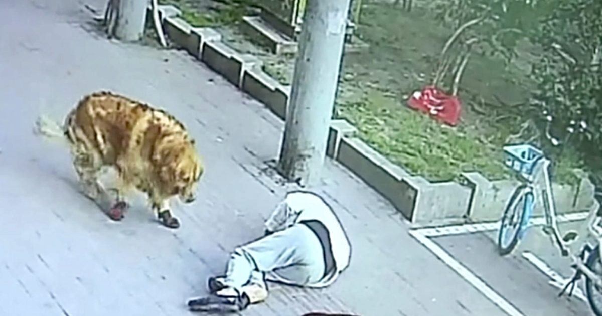catfallman e1597763586744.jpg?resize=412,232 - KO : Un homme promenant son chien a été assommé par un chat tombant d'un balcon