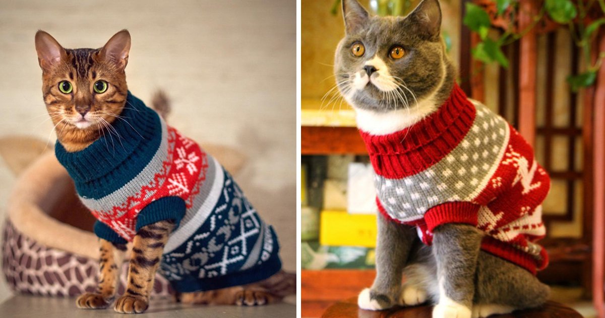 cats sweater.jpg?resize=300,169 - Gear Up In Feline Style With These Adorable Cats With Sweaters Images