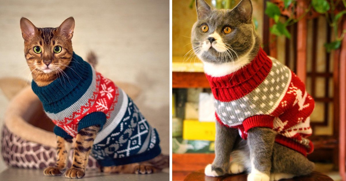 cats sweater.jpg?fit=1024%2C538&ssl=1&strip=all - Gear Up In Feline Style With These Adorable Cats With Sweaters Images