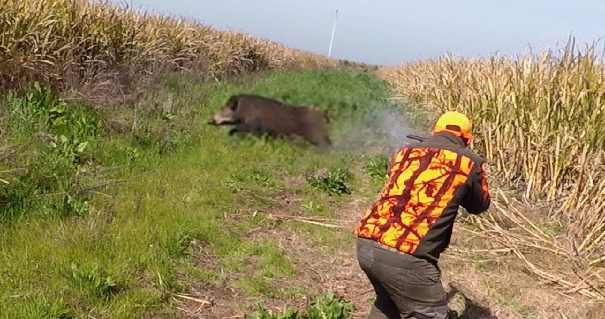 chasse 1.jpg?resize=412,275 - Chasse: une balle traverse le salon d'une famille lors d'une battue aux sangliers