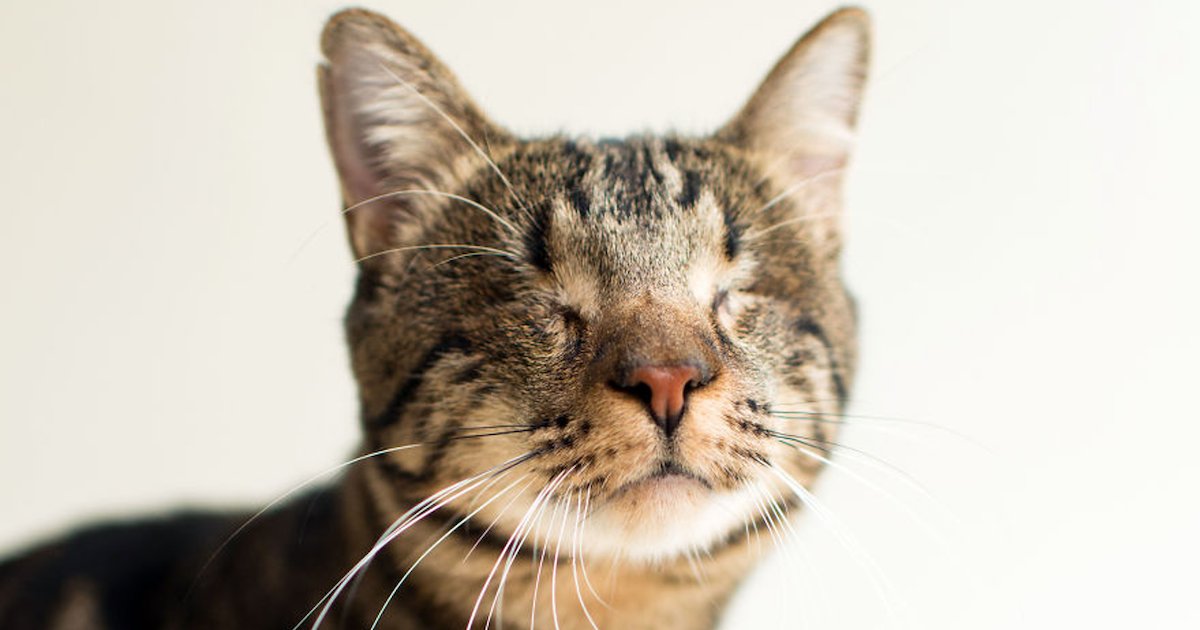 chat.png?resize=1200,630 - Une photographe passionnée de chats prend de jolis portraits de chats aveugles pour faciliter leur adoption