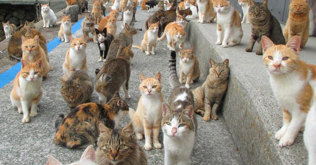 chats.png?resize=1200,630 - Besançon : Le retraité accusé de maltraiter et sous-alimenter ses chats va pouvoir conserver ses animaux