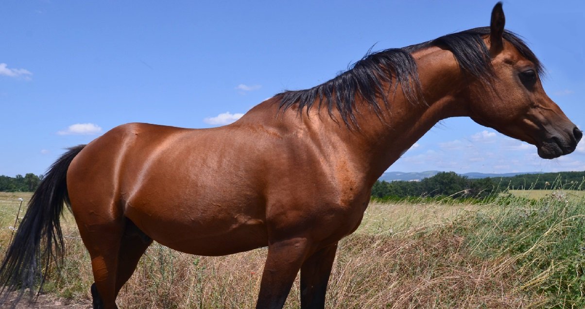 cheval.jpg?resize=412,275 - Tueur en série de chevaux: un pur-sang a été retrouvé égorgé en Bretagne