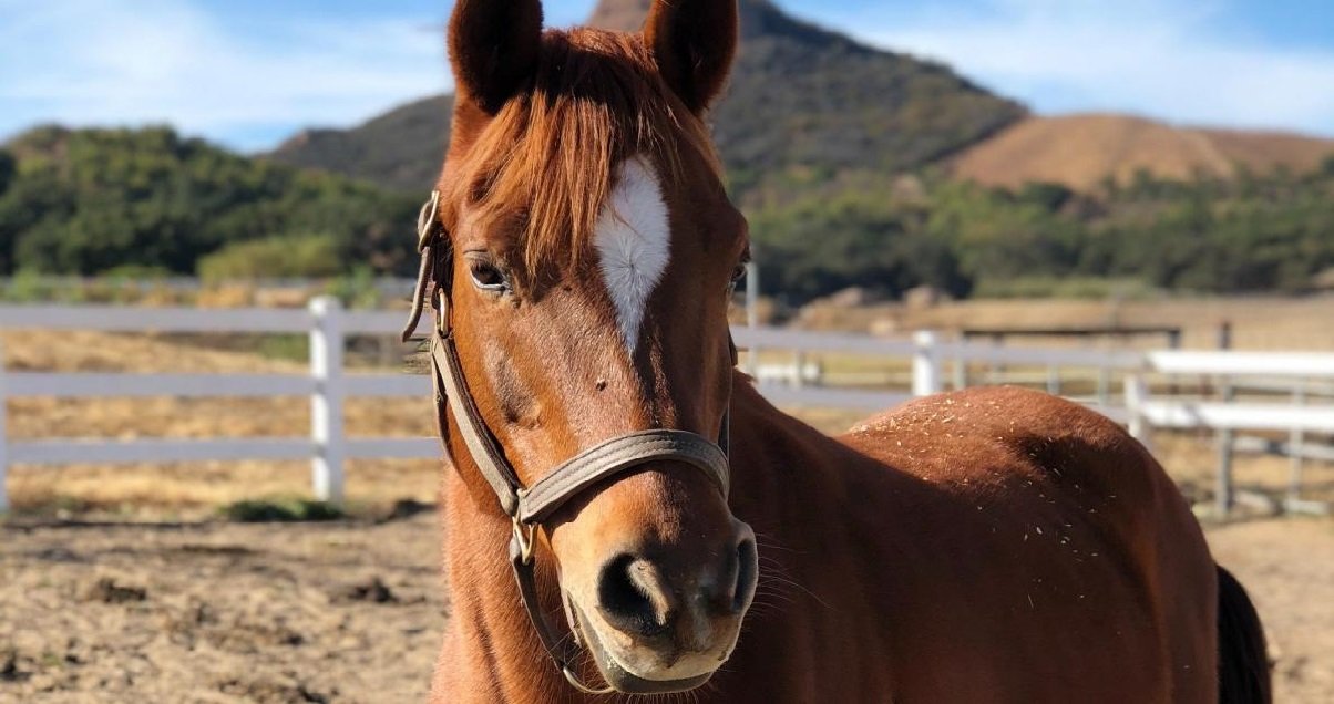 chevaux.jpg?resize=412,275 - Chevaux mutilés: deux agresseurs ont été surpris avec des couteaux près d'Auxerre