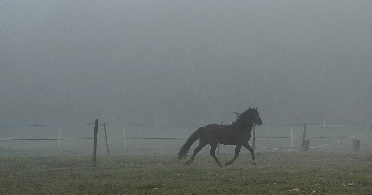 cheveaux.jpg?resize=412,275 - Mutilations de chevaux: cette fois-ci, c'est dans les Deux-Sèvres qu'une jument a été assassinée et mutilée