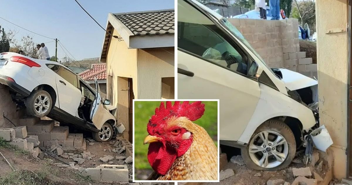 chicken4.jpg?resize=412,232 - Driver Lost Control Of His Car And Crashed Into A House Because Of A Chicken