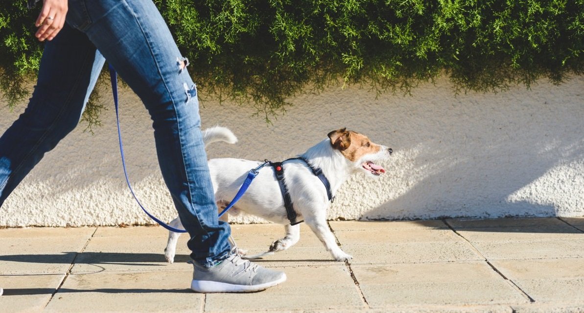 cleps 1.jpg?resize=412,275 - En Allemagne, une loi va imposer de promener son chien au moins deux fois par jour