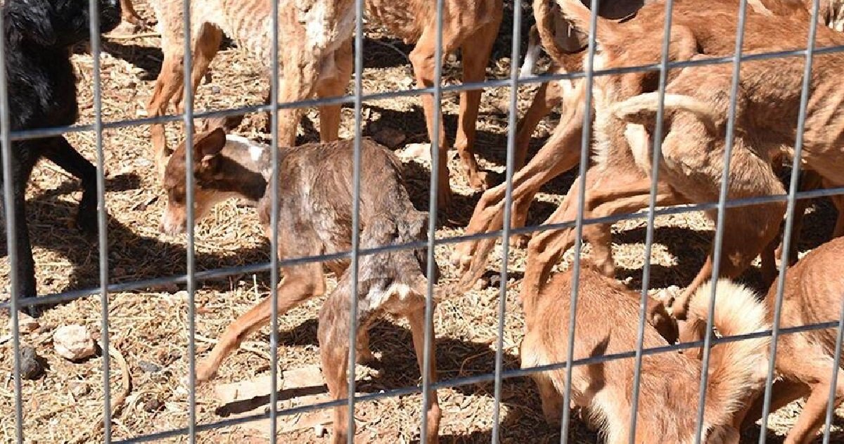 cleps.jpg?resize=412,275 - Espagne: 41 chiens affamés ont été sauvés d'une ferme de l'horreur