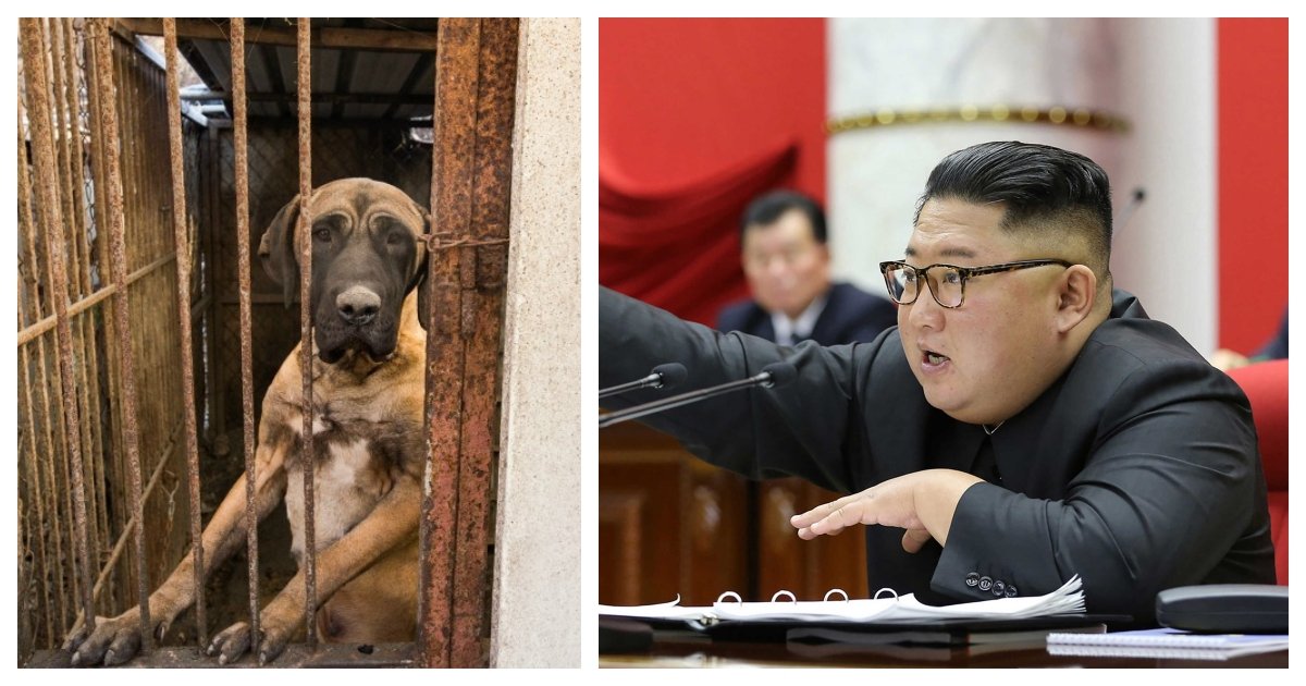 collage 42.jpg?resize=412,232 - North Koreans Forced to Forfeit Their Pet Dogs That Will Likely Be Butchered For Their Meat