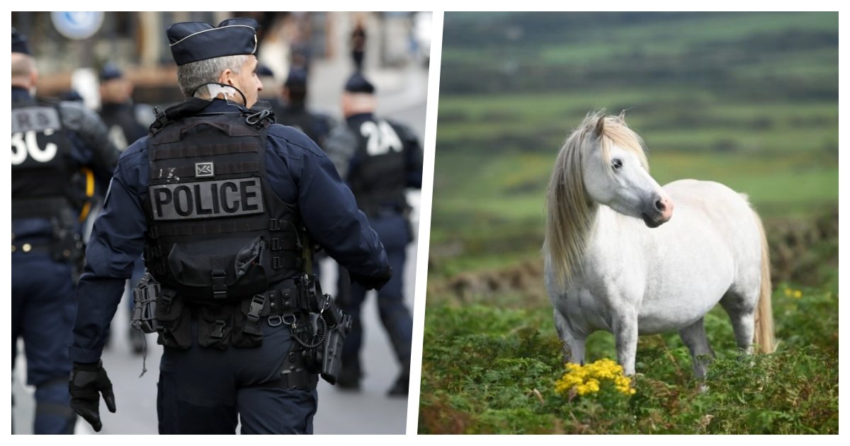 collage 46.jpg?resize=1200,630 - Horse Owners On Alert As At Least 15 Horses Were Cruelly Killed Across France This Year