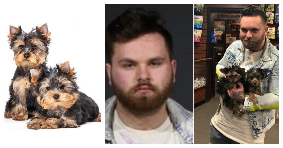 collage 64.jpg?resize=1200,630 - Man Who Used Fake ID To Steal 2 Yorkshire Terrier Puppies Makes Most Wanted List