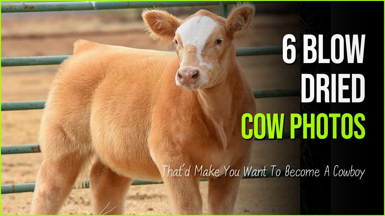cow.jpg?resize=1200,630 - 6 Blow Dried Cow Pictures That'd Make You Want To Become A Cowboy