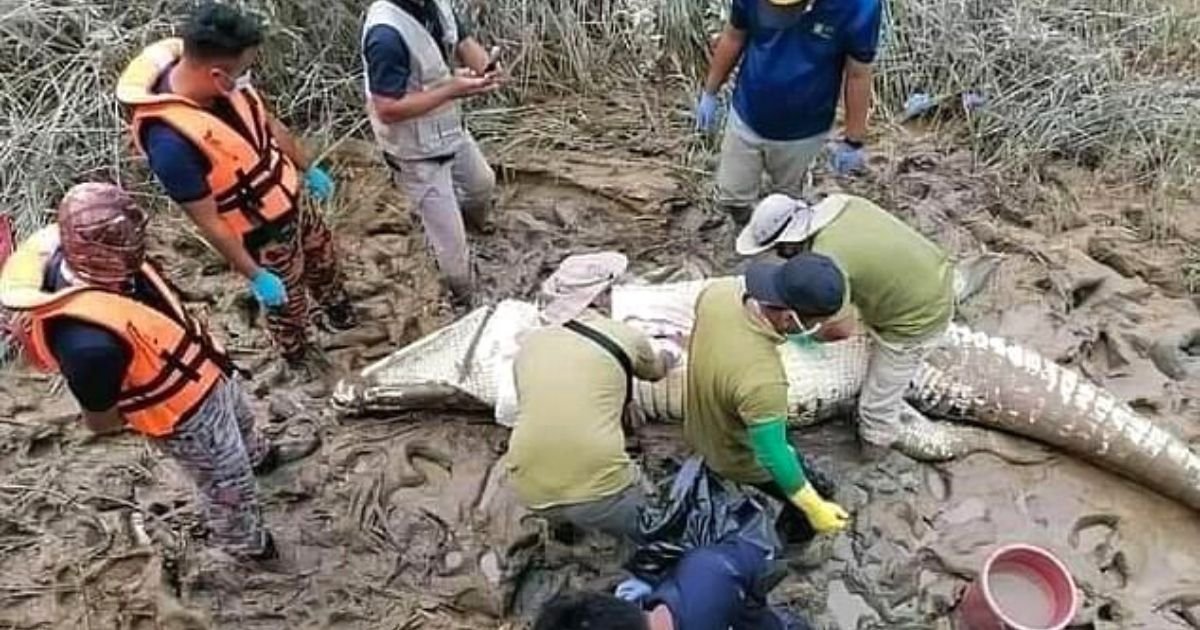 croc5.jpg?resize=412,275 - Remains Of Young Boy Found Inside A Crocodile 6 Days After It Dragged Him Off A Riverbank