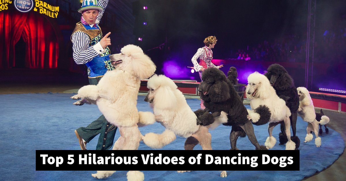 dancing dogs.jpg?resize=300,169 - These 5 Videos With Dancing Dogs Are Giving Canine Talent A New Name