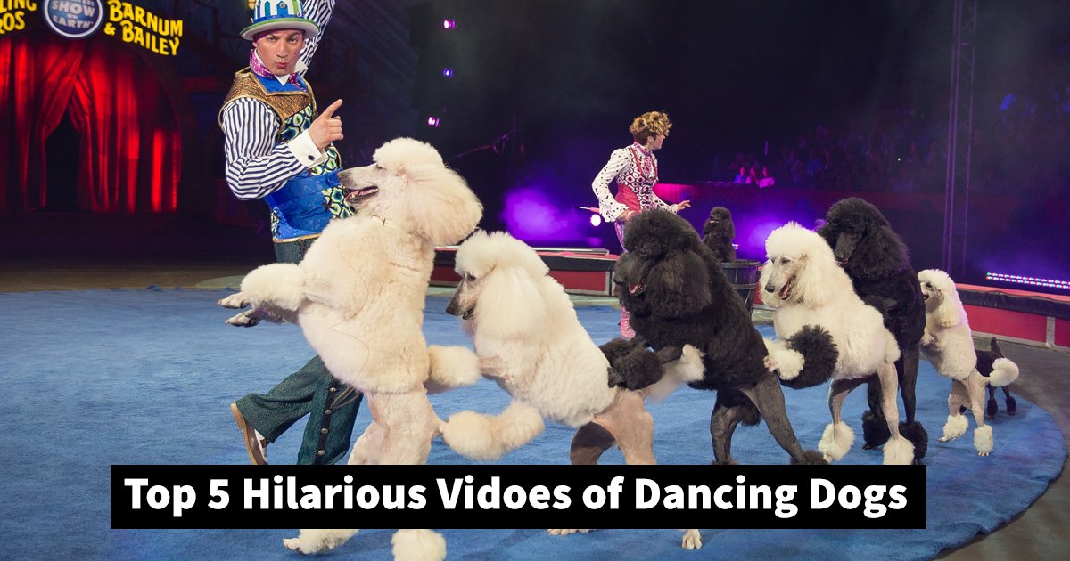 dancing dogs.jpg?resize=412,275 - These 5 Videos With Dancing Dogs Are Giving Canine Talent A New Name