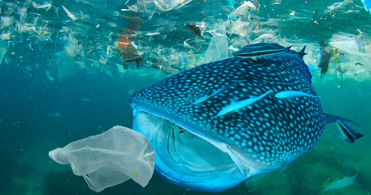 dechets plastiques.png?resize=1200,630 - Les déchets plastiques dans les océans pourraient dépasser le nombre de poissons d’ici 2040