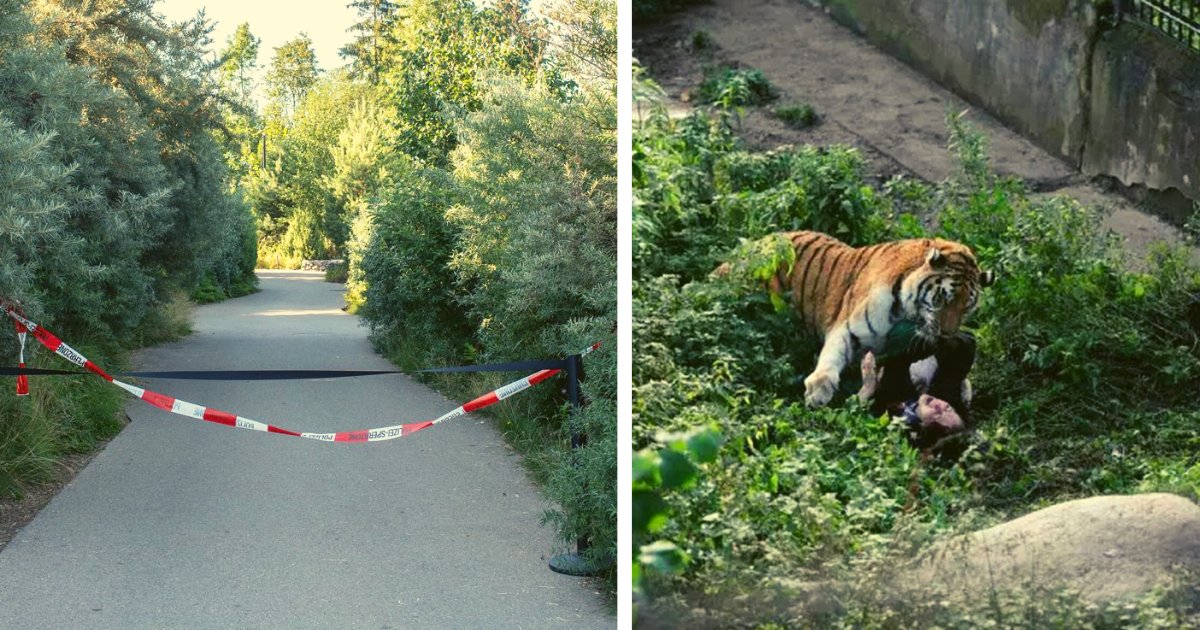 diseno sin titulo 39.png?resize=1200,630 - Tigre Le Quita La Vida A Una Cuidadora En El Zoológico Frente A Un Grupo De Turistas