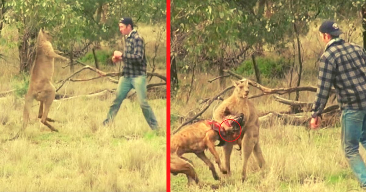 diseno sin titulo 54.png?resize=1200,630 - VIDEO: Hombre Enfrenta A Un Canguro, Porque Estaba Ahorcando A Su Perro