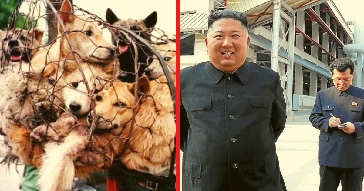 diseno sin titulo 87.png?resize=1200,630 - Kim Jong-un Solicitó Decomisar Los Perros Mascotas Para Sacrificarlos A Todos