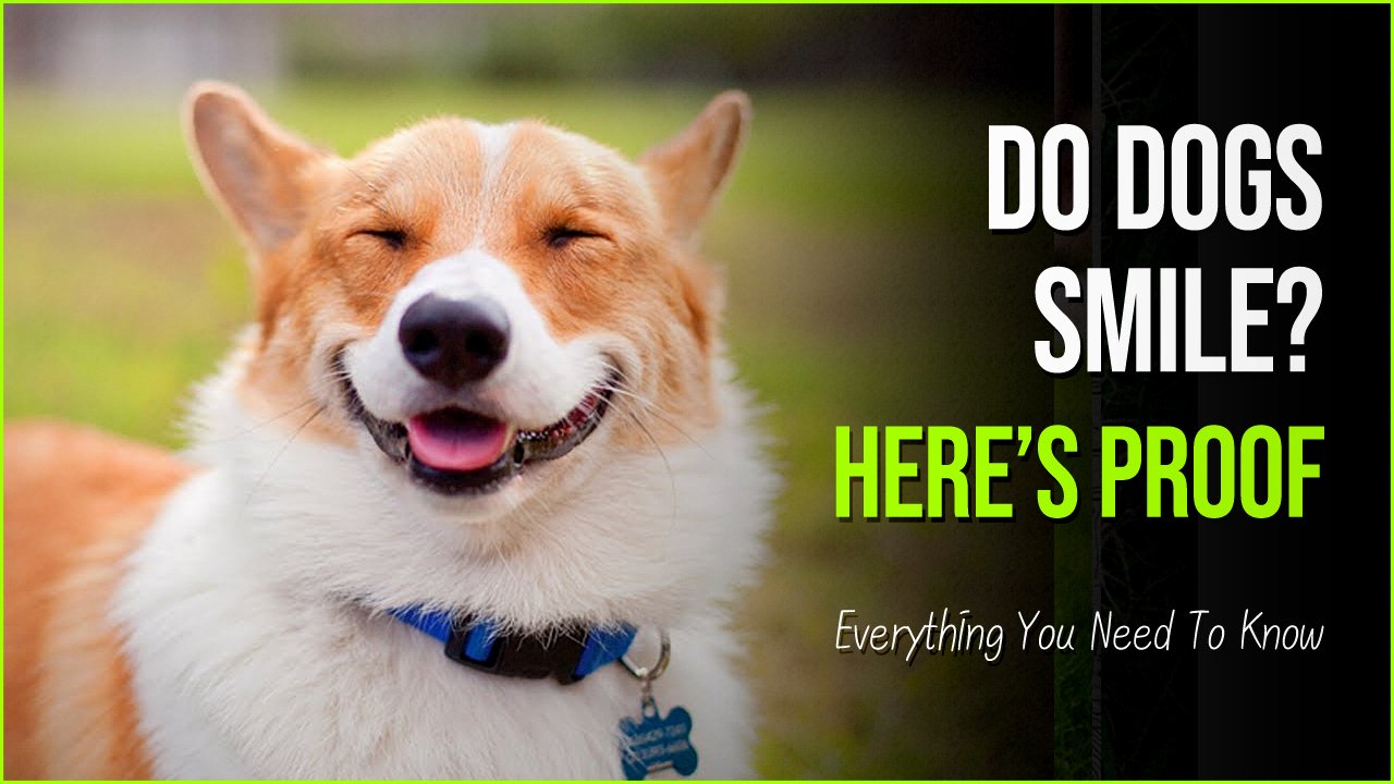 do dogs smile.jpg?resize=412,275 - These Pictures Answer Do Dogs Smile Or Is It Just A Misconception?