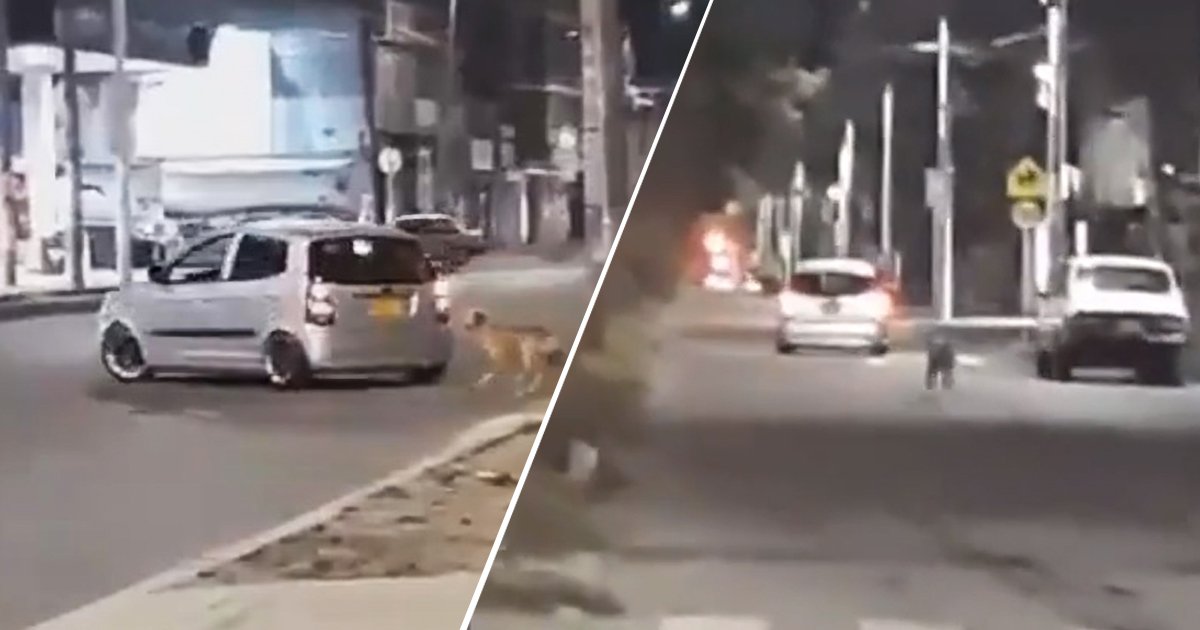 dog 2.jpg?resize=412,232 - Video Shows A Poor Dog Desperately Running After The Owner Who Just Dumped Him