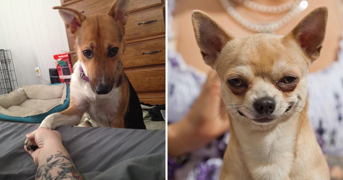 dog funny faces.jpg?fit=1024%2C538&ssl=1&strip=all - 10 Pictures of Dogs With Funny Faces That Will Give You Laughing Fits