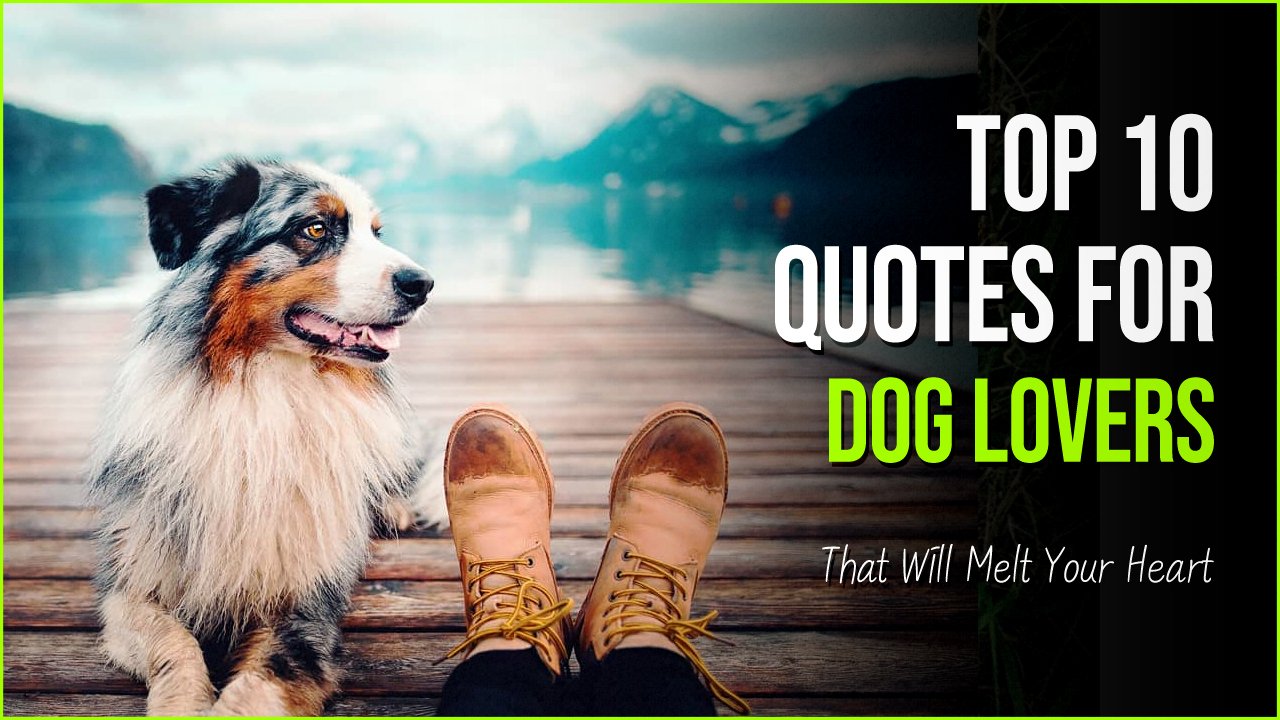 10 Quotes for Dog Lovers With Pictures That Will Melt Your Heart