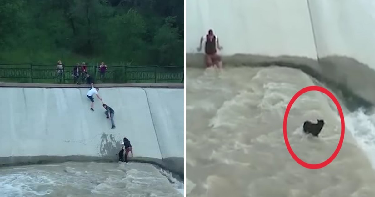 dog saved.jpg?fit=1024%2C538&ssl=1&strip=all - Strangers Form Human Chain In Water To Make Stranded Dog Rescue Operation Successful