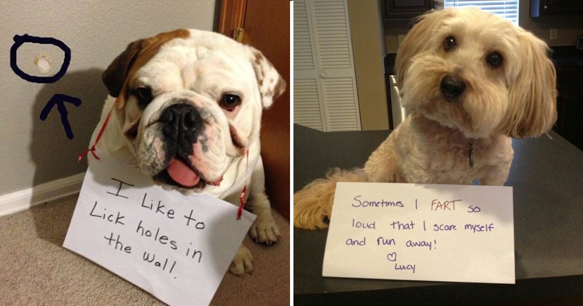 dog shaming.jpg?resize=1200,630 - 10 Epic Dog Shamed Images That Brilliantly Explain Canine Shenanigans