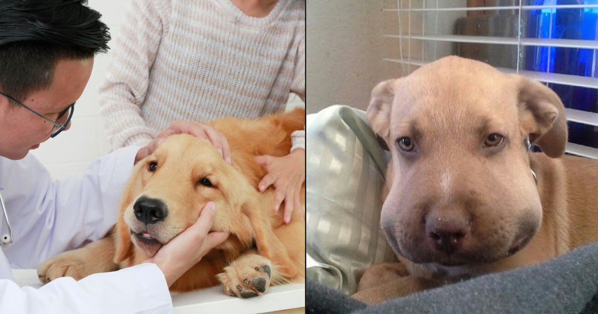 dog sting bee.jpg?fit=1024%2C538&ssl=1&strip=all - These 5 Tips For Bee Stings On Dogs Are Sure To Ease Your Pup's Pain