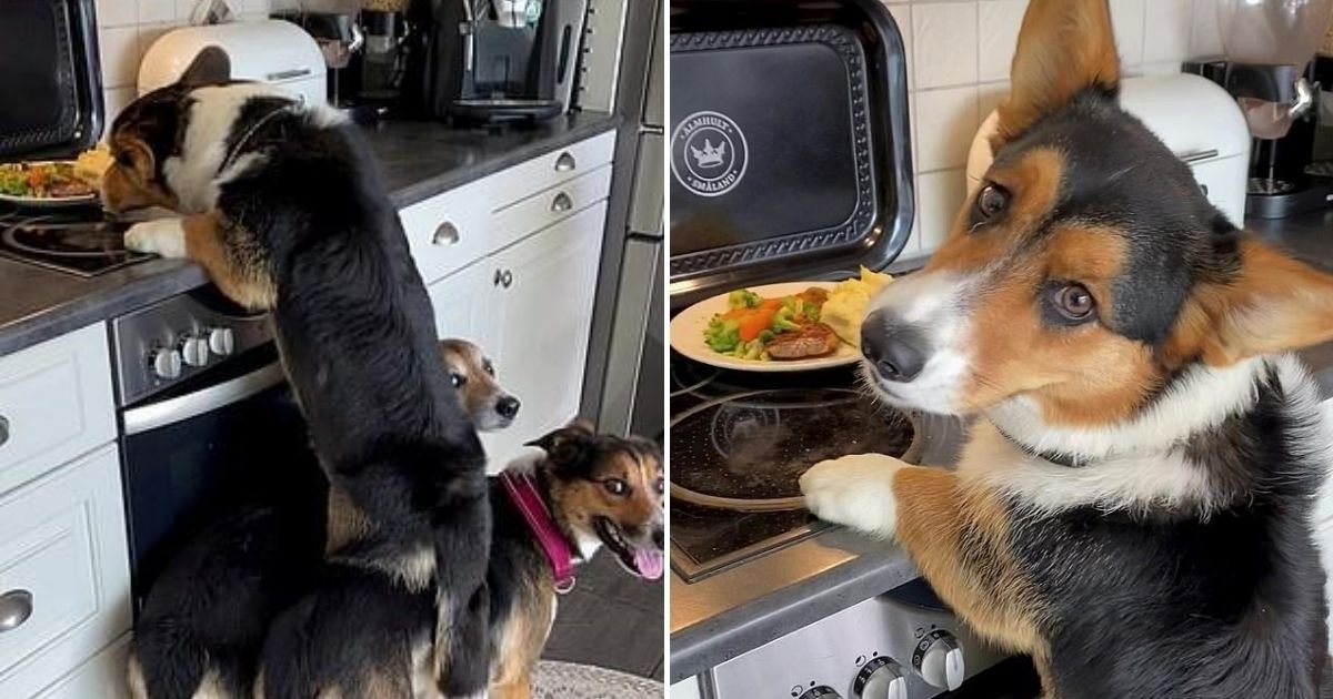 dogs4.jpg?resize=412,275 - Three Dogs Join Forces To Steal Left Over Dinner From The Kitchen Counter