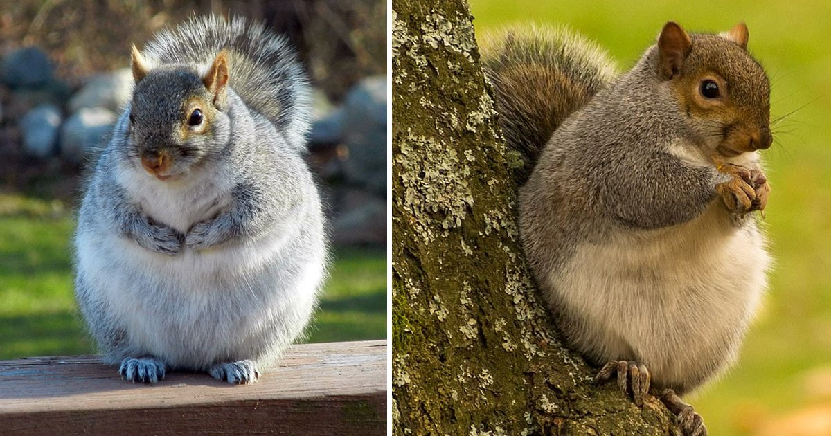 fat squirrels.jpg?resize=1200,630 - These Fat Squirrels Have Gone Nuts For Nuts Like 'The Iceage One'