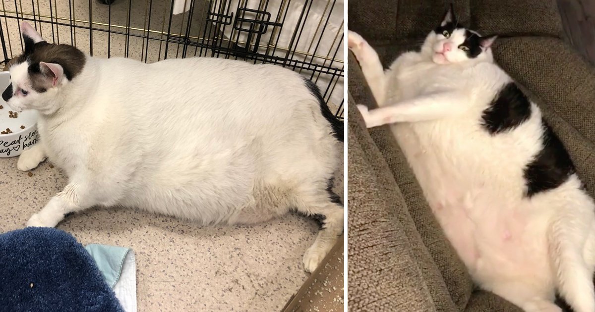 Fattest Cat In The World Surprises Everyone In The Shelter Home