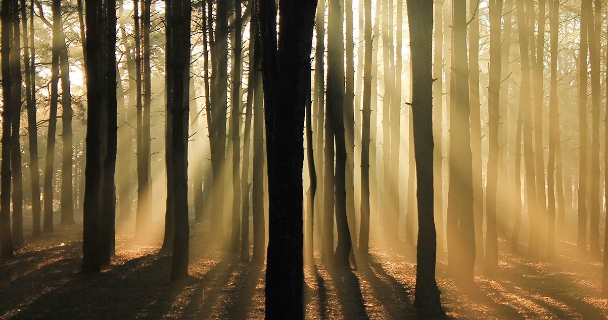 foret.jpg?resize=412,275 - Angleterre: un homme qui avait disparu depuis 5 ans a été retrouvé dans un bois