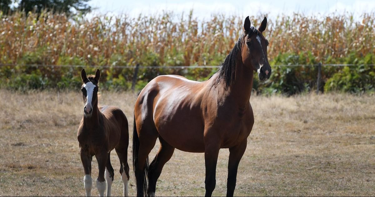 france bleu 4 e1598868747863.jpg?resize=412,275 - Chevaux mutilés : Deux nouvelles attaques ce week-end