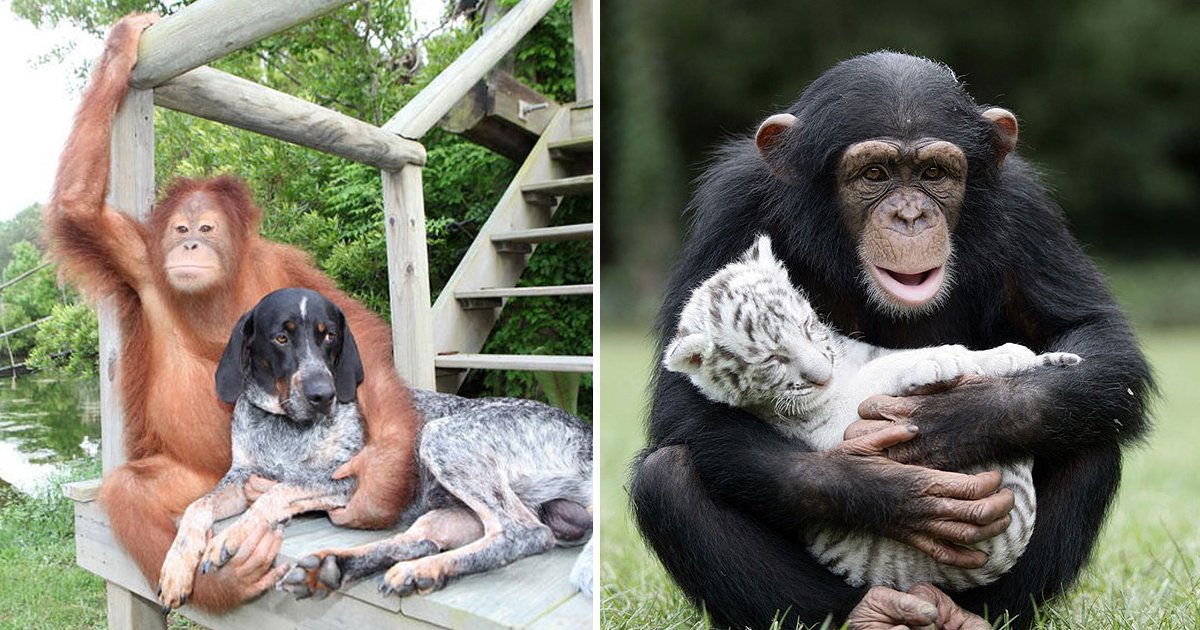 friendship animals.jpg?fit=1024%2C538&ssl=1&strip=all - Friendship With Animals Exists And These 10 Images Are Beautiful Proof