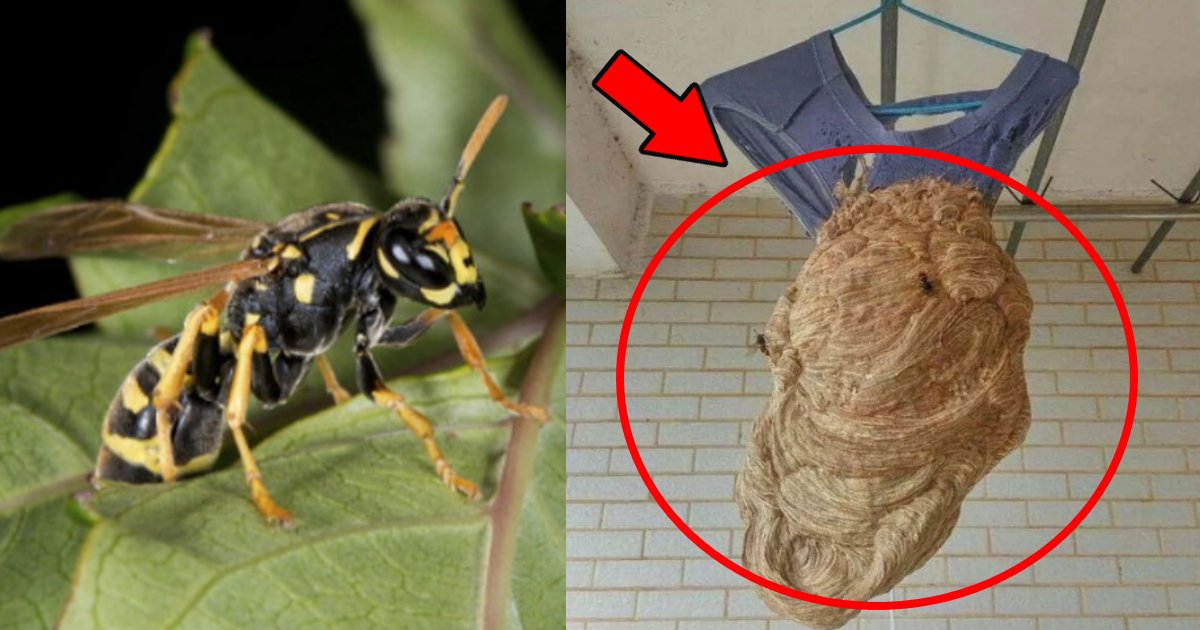 hachinosu.png?resize=1200,630 - 新型コロナウイルスの感染拡大の影響で久々に学校の寮に戻るとパンツに蜂の巣ができていた件…！