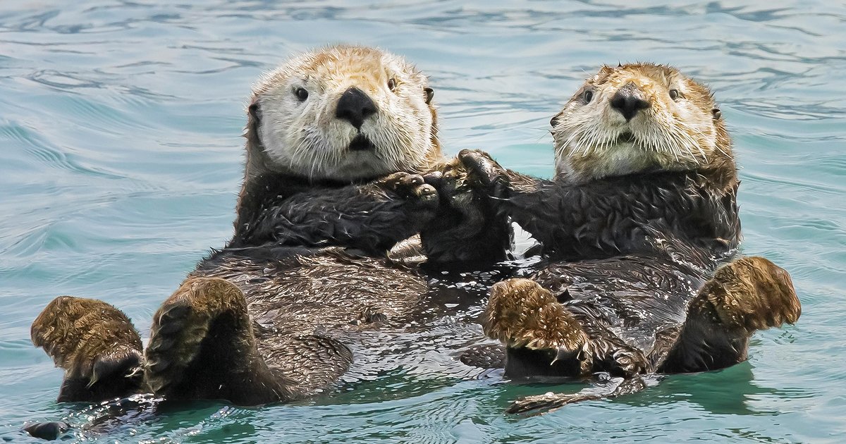 Ever Seen Otters Holding Each Others Hands? There You Go!