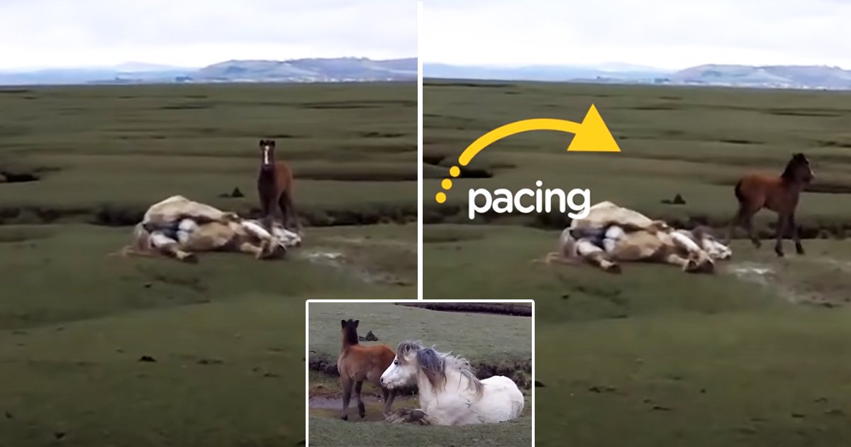 horse.jpg?resize=412,275 - Baby Horse Saves Injured Mom In The Most Incredible Animal Rescue Ever