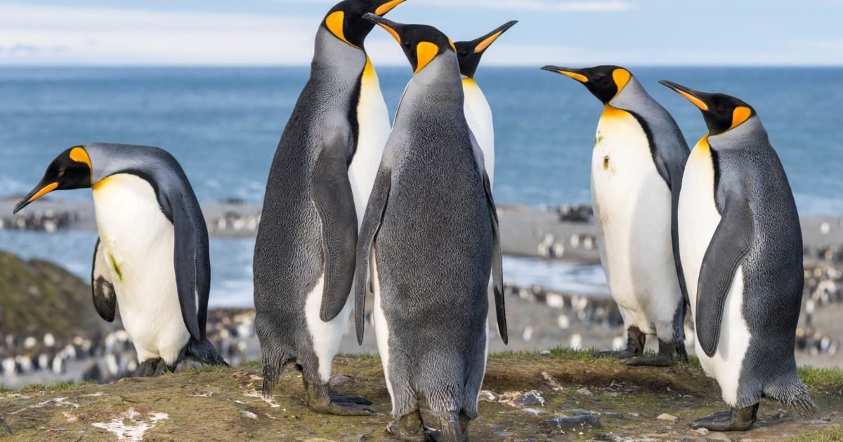 https   cdn cnn com cnnnext dam assets 200519155538 king penguins file e1596502207921.jpg?resize=1200,630 - Savez-vous que les manchots de l'Antarctique produisent du gaz hilarant dans leurs excréments ?