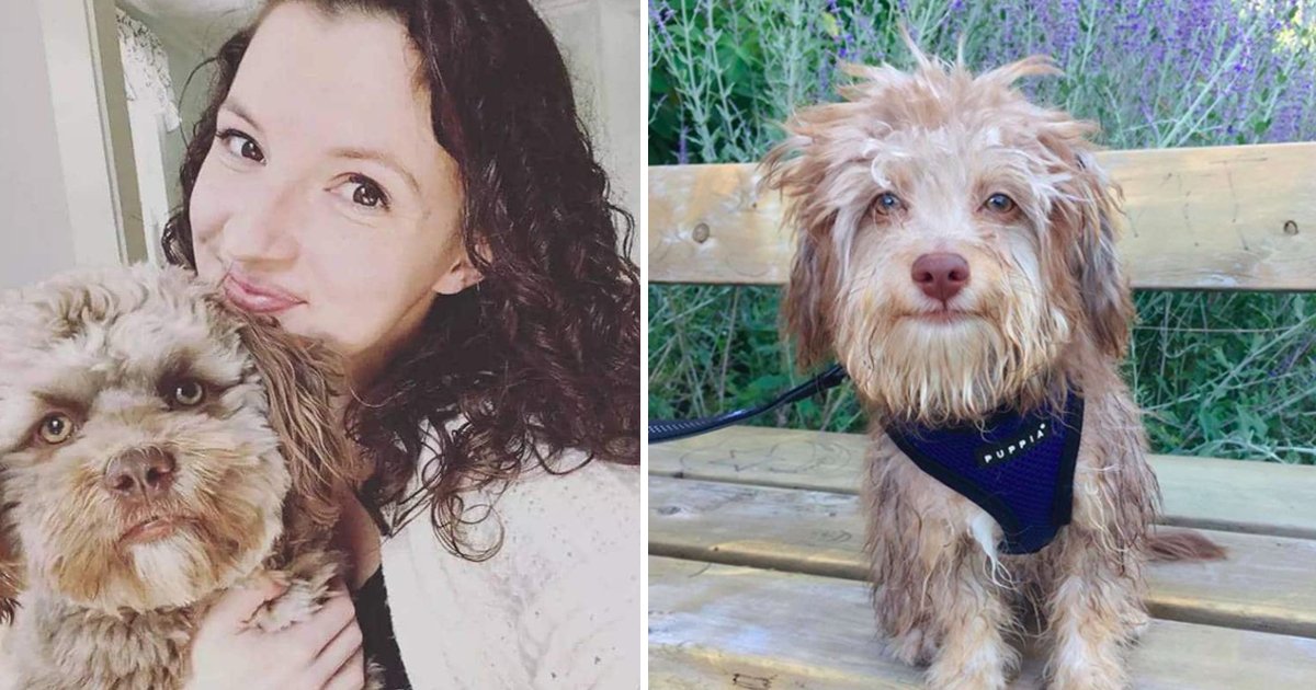 human face dog.jpg?fit=1024%2C538&ssl=1&strip=all - OMG This Dog With A Human Face Is Going To Totally Cringe You