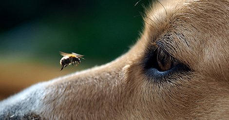 bee stings on dogs