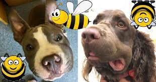 bee sting on dog