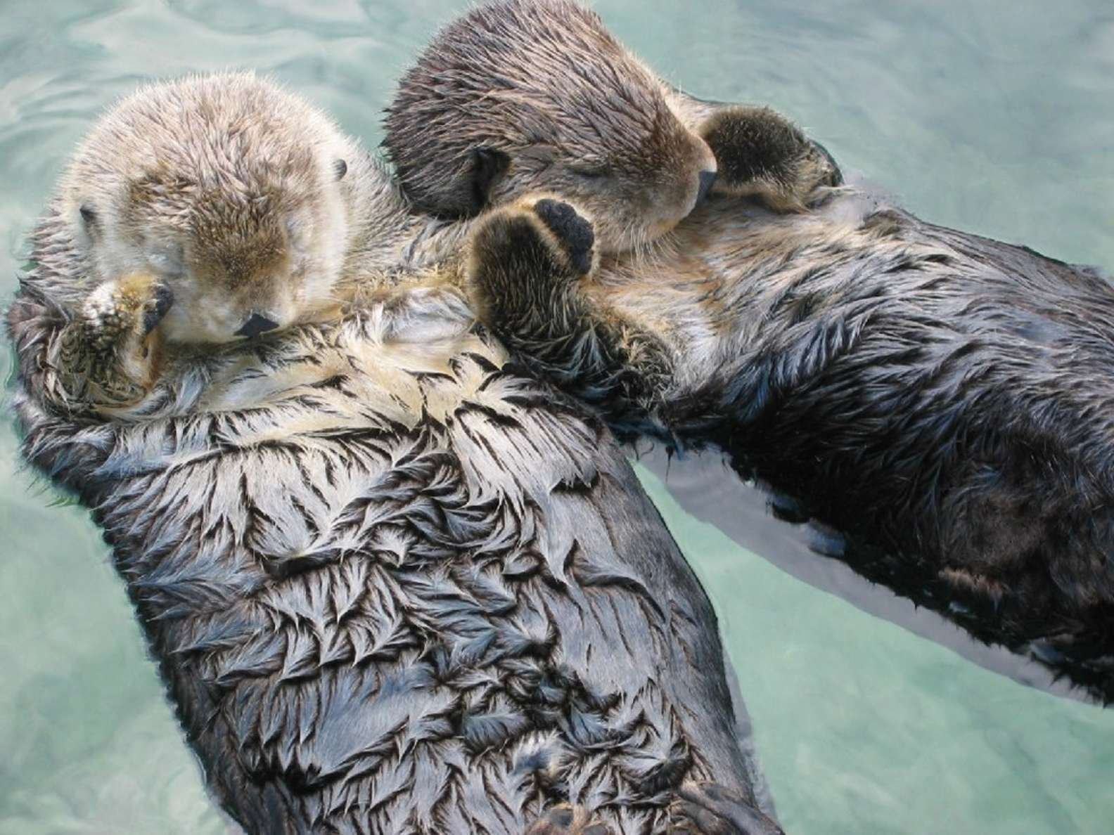 Ever Seen Otters Holding Each Others Hands? There You Go!