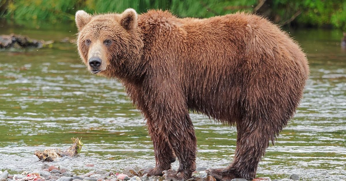 kamchatka brown bear near dvuhyurtochnoe on 2015 07 23 e1597163478827.jpg?resize=1200,630 - Cruauté envers les animaux : des ours torturés par des chasseurs en Turquie