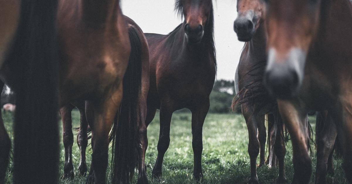 lci 2 e1598533967623.jpeg?resize=412,275 - Chevaux mutilés : Les séries d'attaques continuent