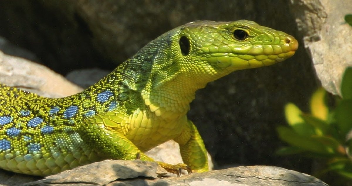 lezi.jpg?resize=412,275 - Aude: en rentrant chez eux, un couple a découvert un reptile géant et très rare