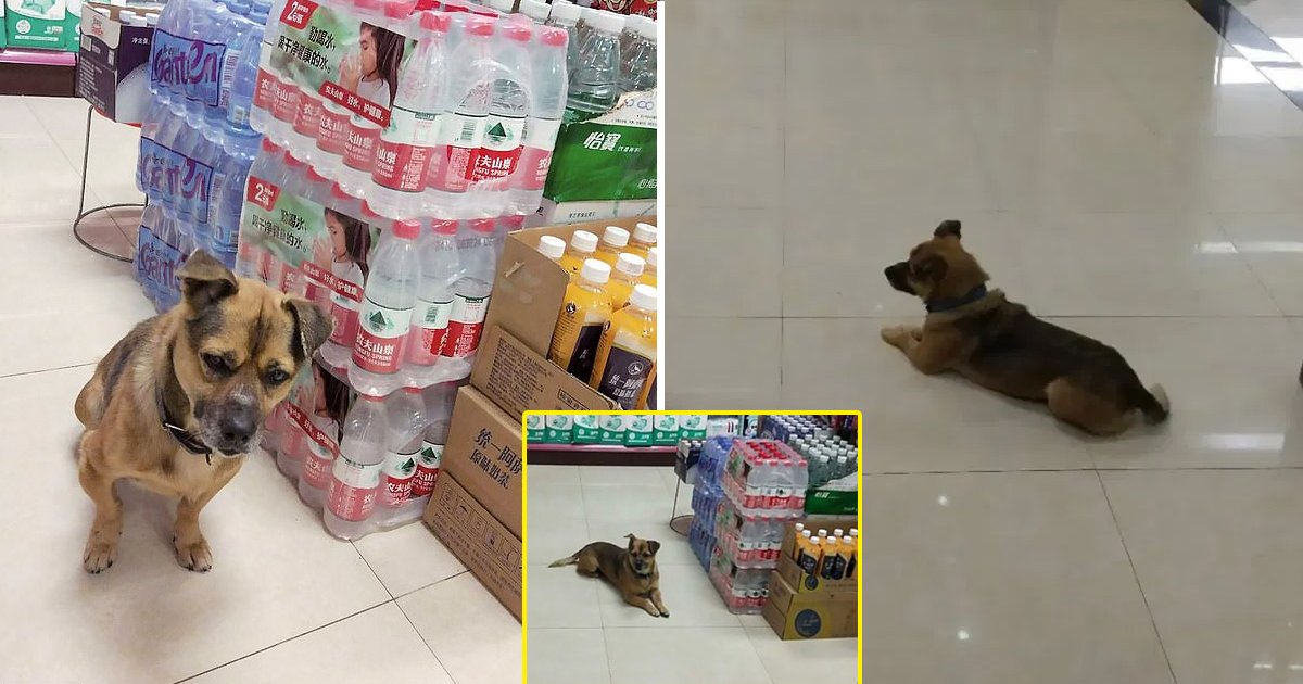 loyal dog waits.jpg?fit=1024%2C538&ssl=1&strip=all - Corona In Wuhan: Dog Eagerly Awaits Dead Owners' Return At Hospital For 3 Months